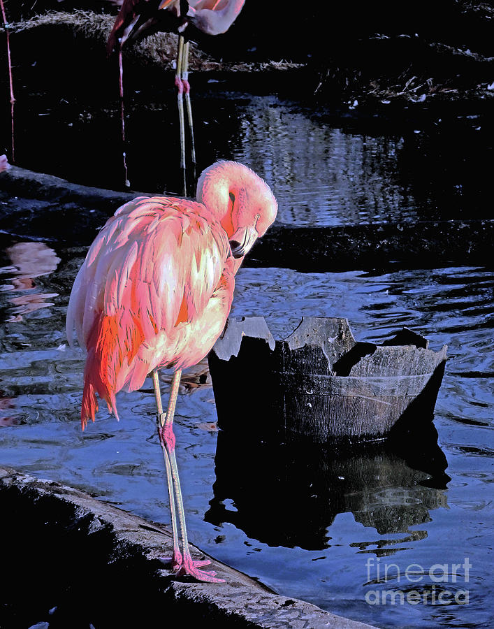 Pink Flamingo15 at memphis Zoo Photograph by Lizi Beard-Ward