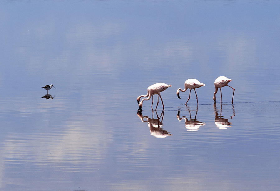 Pink Flamingos Drinking Digital Art by Bruno Cossa