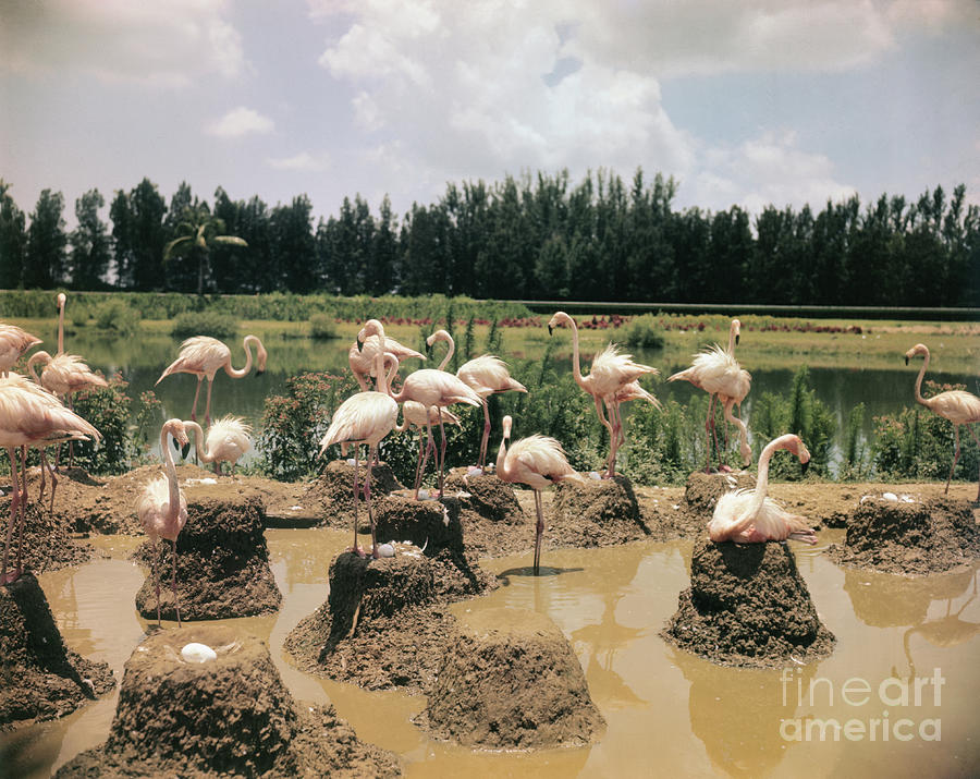 Pink Flamingos Gathering By Their Nests Photograph by Bettmann