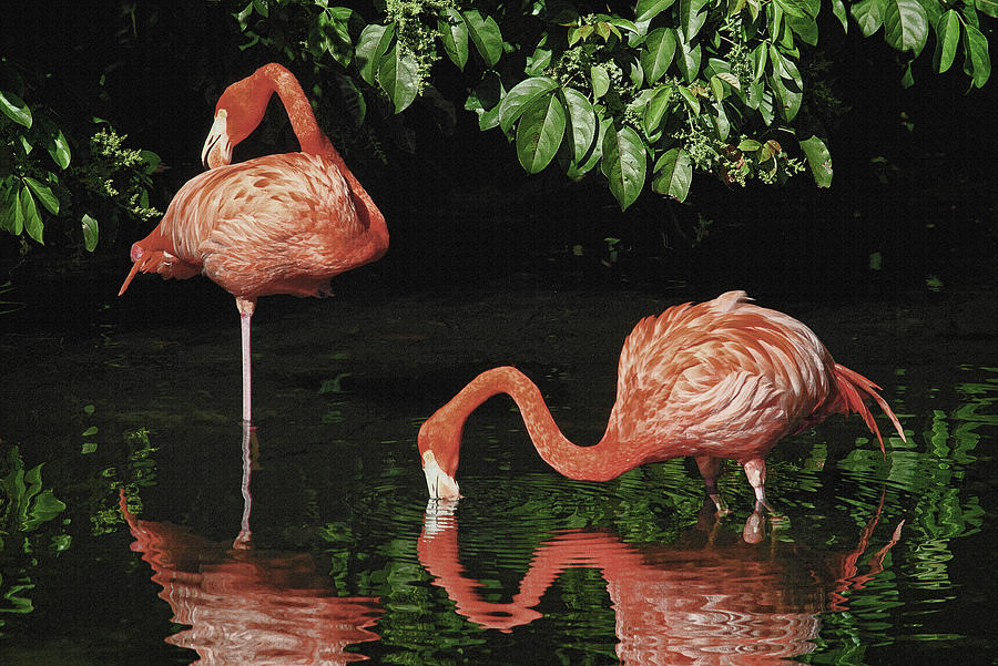 Pink Flamingos Photograph by HH Photography of Florida