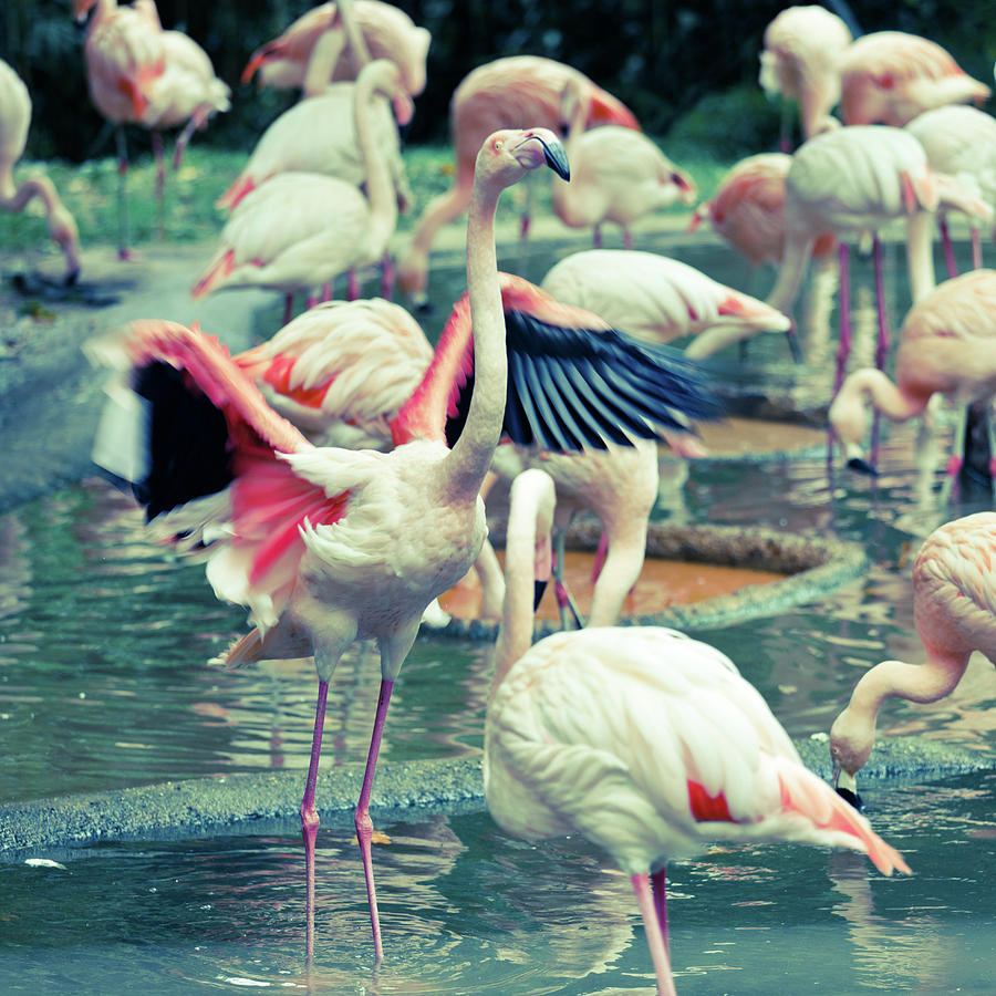 Pink Flamingos In A Lake Photograph by Moreiso