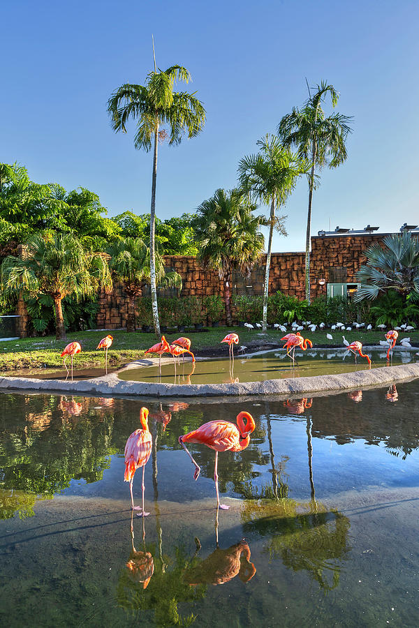 Pink Flamingos, Miami Zoo, Fl Digital Art by Lumiere