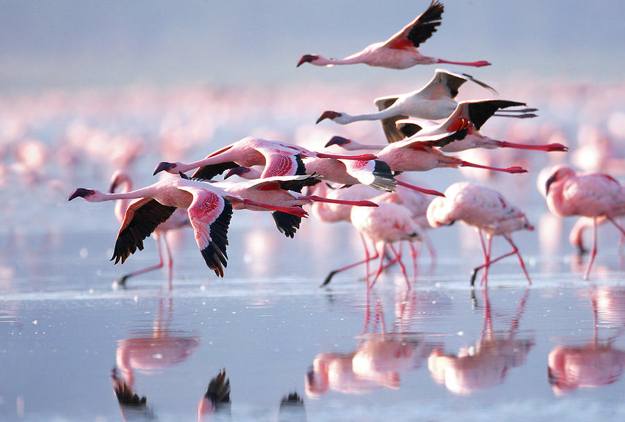 Pink Flamingos Photograph by Photo By Prasit Chansareekorn