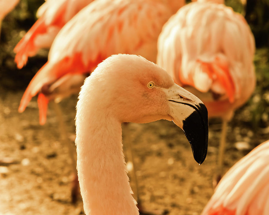 Pink Flamingos Photograph by Steven Brisson Photography