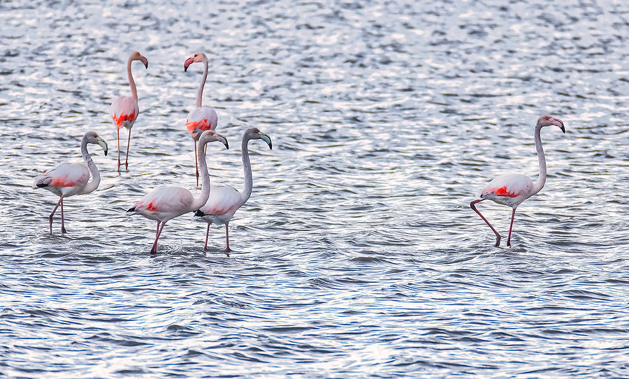 Pink Flamingos Photograph by Vasil Nanev