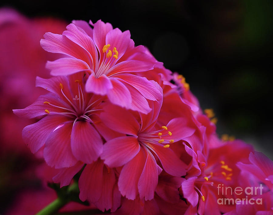 Pink Floral Photograph by Elaine Manley