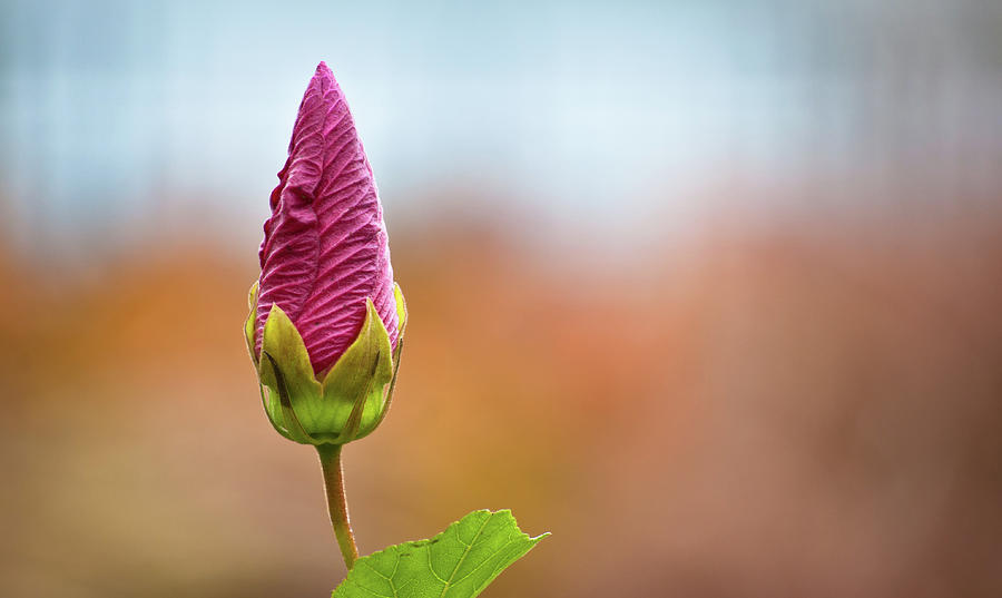 Pink Flower Bud Photograph by Orlin Bertsch