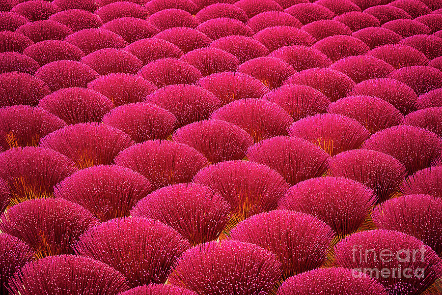 Pink Flower Field Photograph by 谢国衡 Wallace Cheah