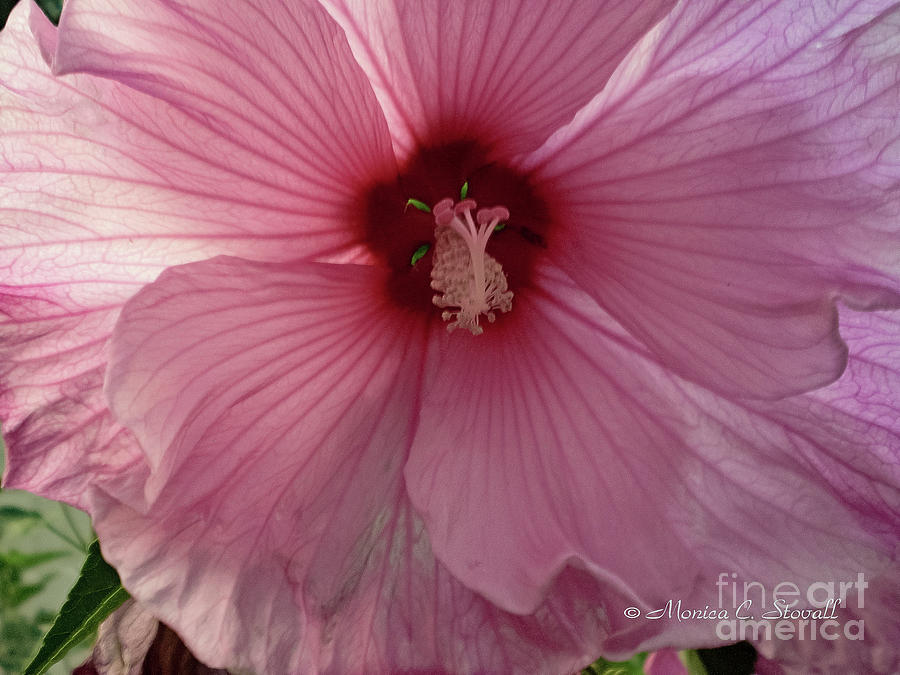 Pink Flower No. 1 Photograph by Monica C Stovall