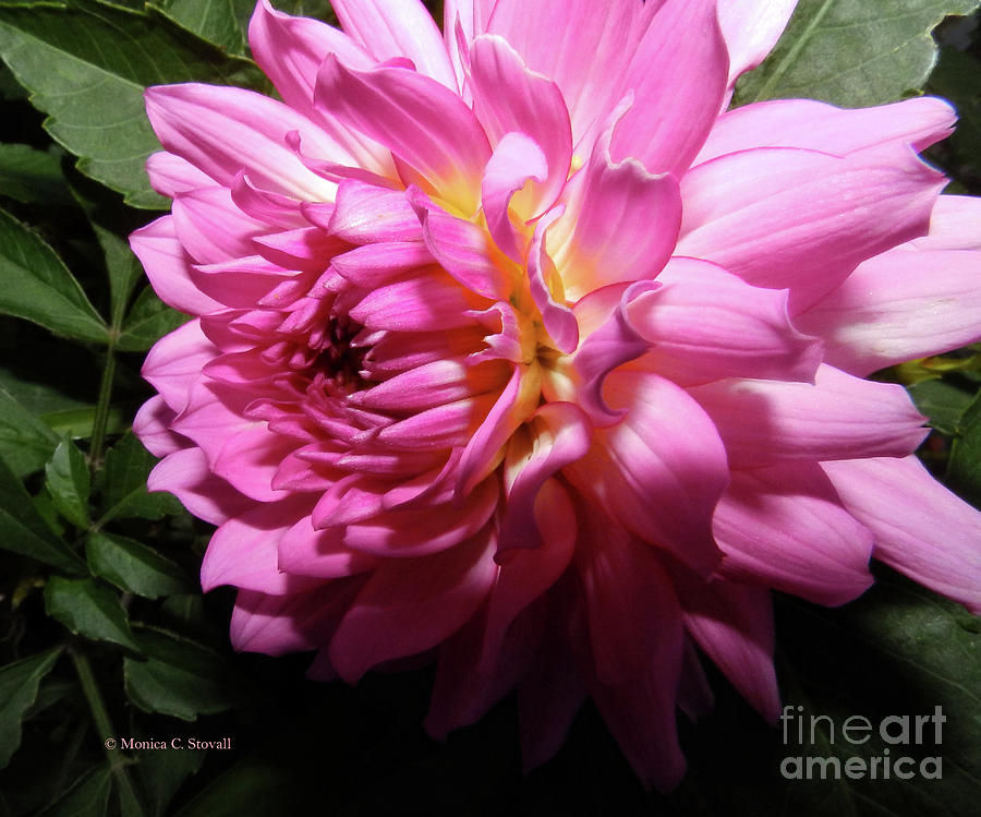Pink Flower No. 58 Photograph by Monica C Stovall