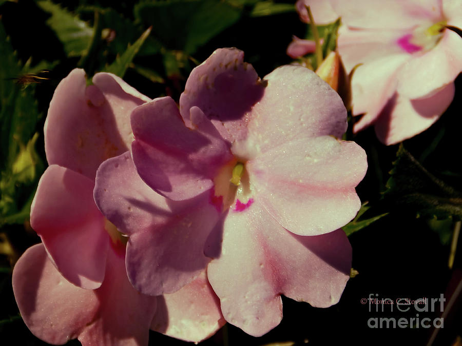 Pink Flower No. 79 Photograph by Monica C Stovall