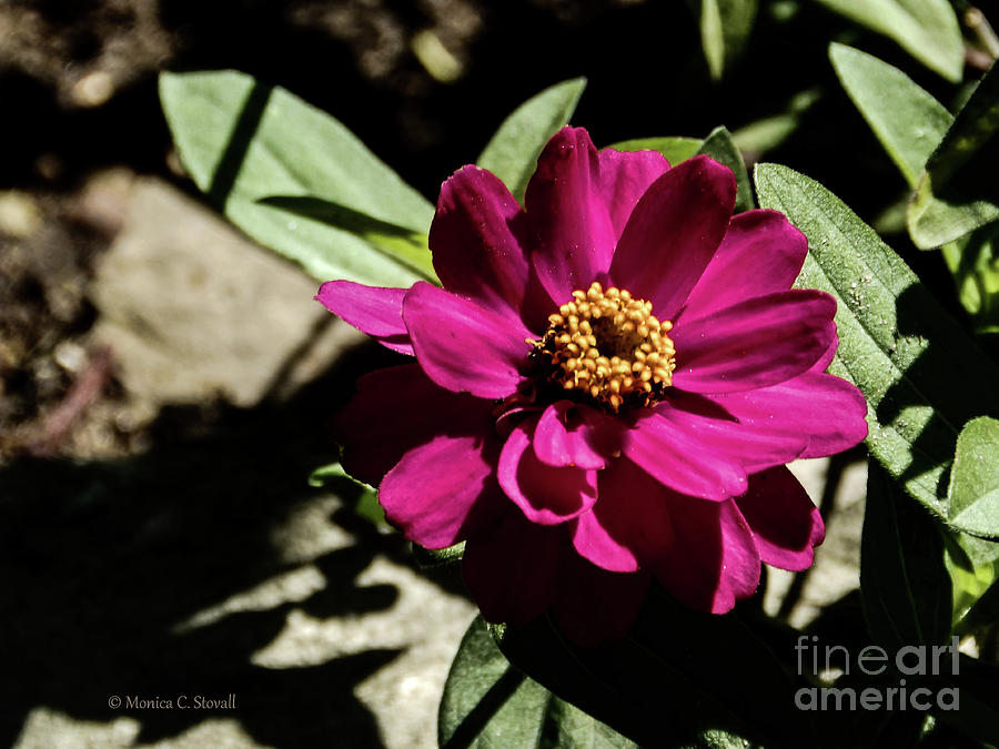 Pink Flower No. 81 Photograph by Monica C Stovall