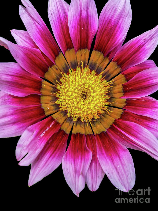 Pink Flower on Black Background Photograph by Tony Baca