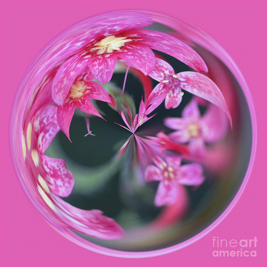 Pink flower orb Photograph by Phillip Rubino