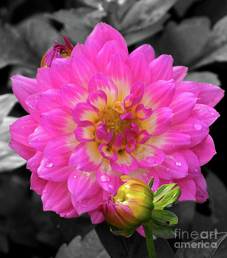 Pink Flower Photograph by Raymond Earley