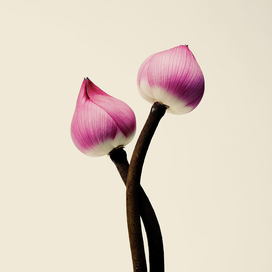 Pink Flower Photograph by Son Gallery - Wilson Lee