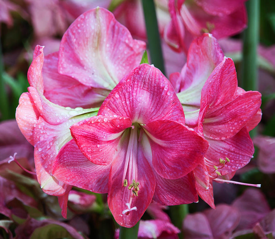 Pink Flower by Suguna Ganeshan Pink Flower by Suguna Ganeshan
