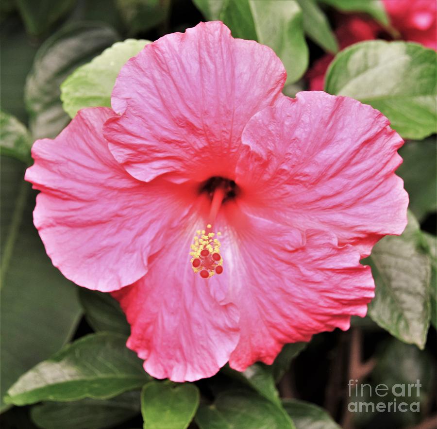 Pink Hibiscus Flower Photograph by Suzanne Wilkinson