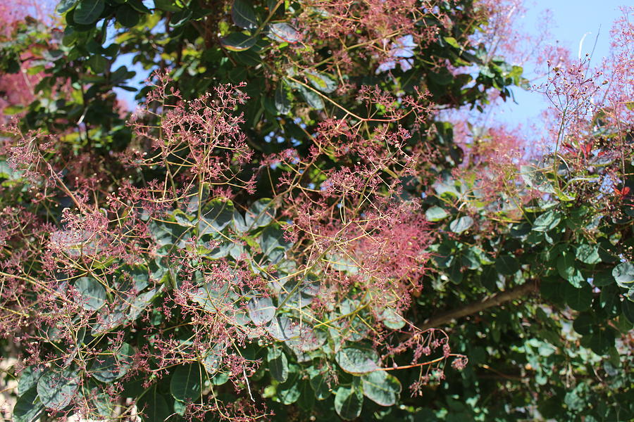 Pink Flower Tree Photograph by Lia Poteras Fine Art America