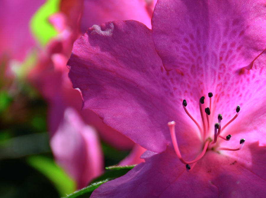 Pink Flowering Azalea Photograph by Bruce Gourley