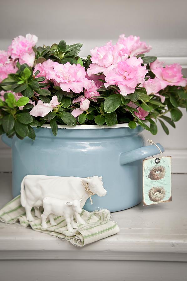 Pink-flowering Azalea Planted In Enamel Pot And White China Cow Ornaments Photograph by Cornelia Weber
