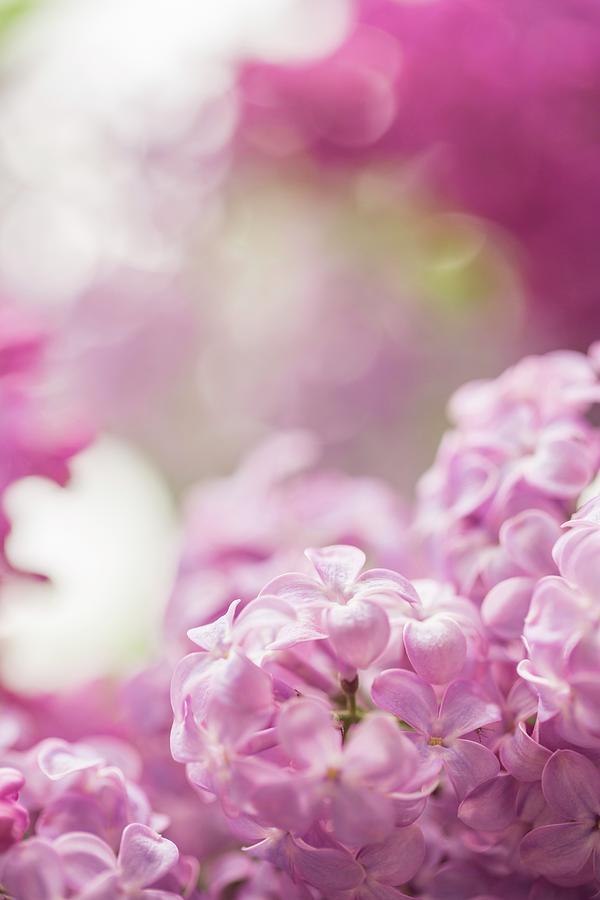 Pink-flowering Lilac close-up Photograph by Sandra Krimshandl-tauscher