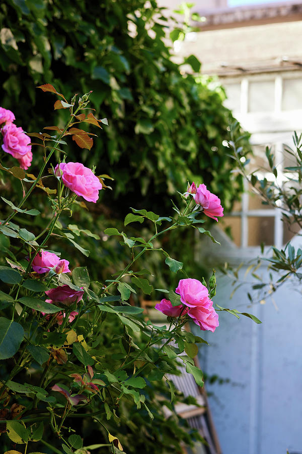 Pink Flowering Roses Photograph by Christine Siracusa