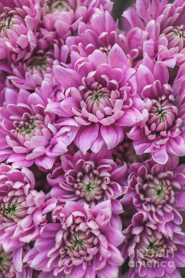 Pink Flowers 0965 Photograph by Edward Fielding