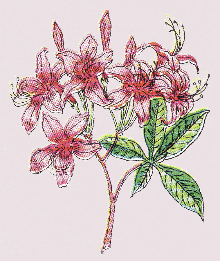 Nature Drawing - Pink Flowers by CSA Images