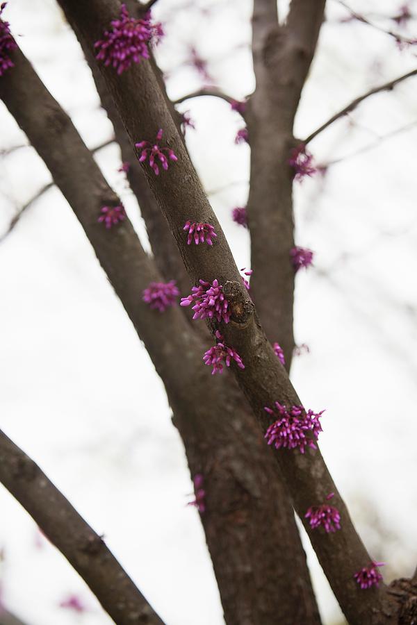 Pink Flowers Growing From A Tree Photograph by Yelena Strokin