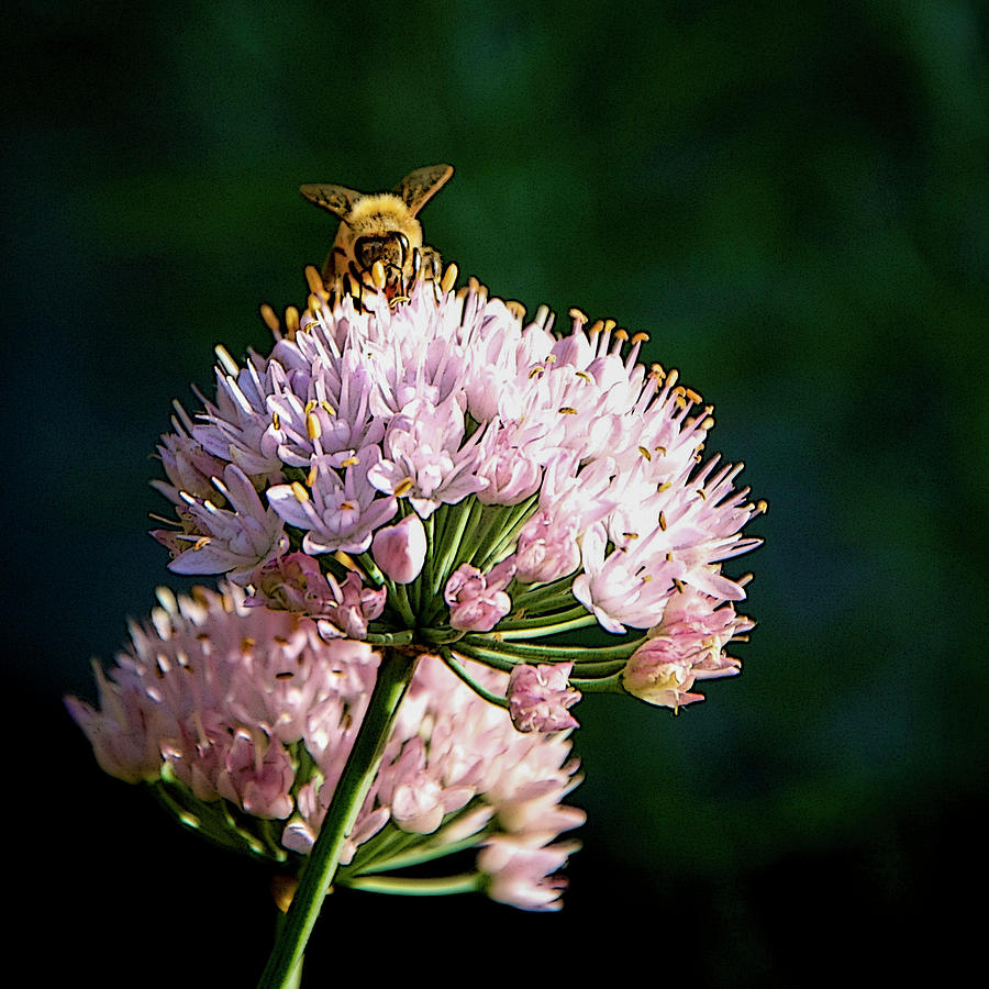Pink Flowers Hosting a Bee. Digital Art by Karen Conley