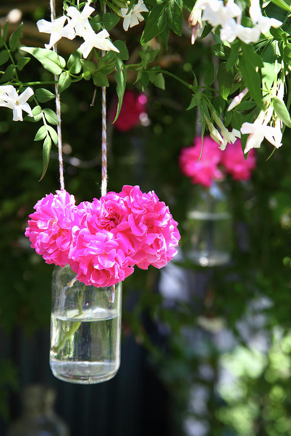 Pink Flowers In Jar Of Water Hung From Tree Photograph by Simon Scarboro