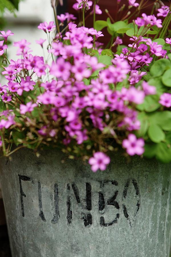 Pink Flowers In Stone Pot Photograph by Ulrika Ekblom