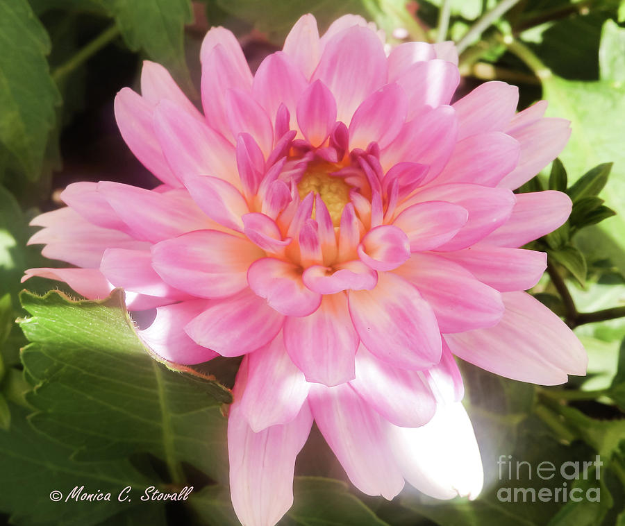 Pink Flowers No. 37 by Monica C Stovall Pink Flowers No. 37 by Monica C Stovall