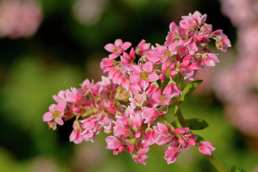 Pink Flowers Of Buckwheat Photograph by Karlheinz Steinberger