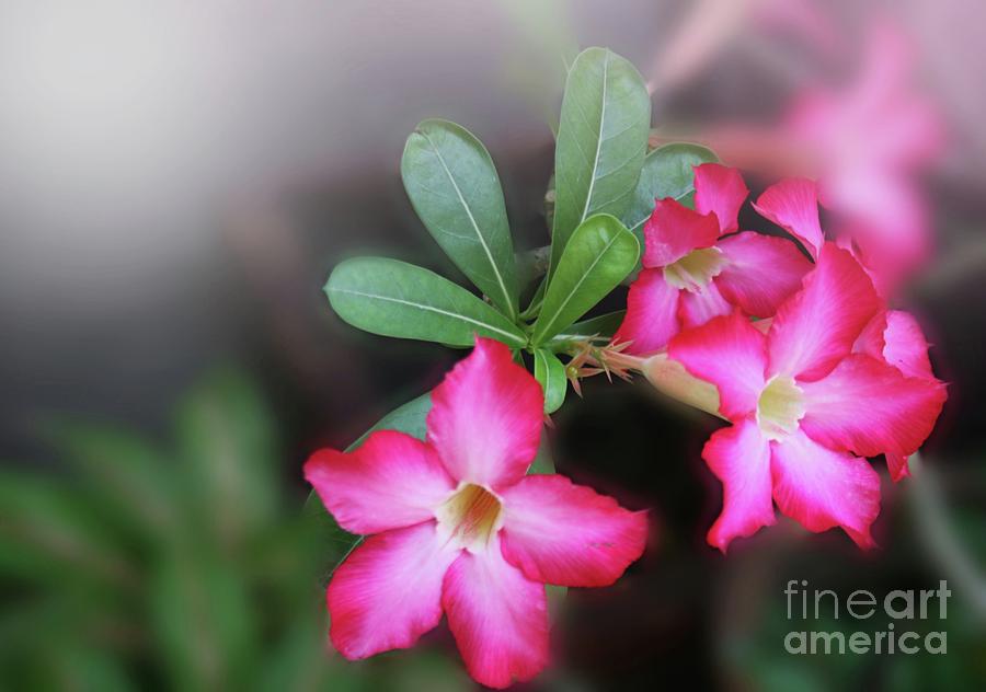 Nature Photograph - Pink flowers soft blur bachground by Sorapich Pongsapan
