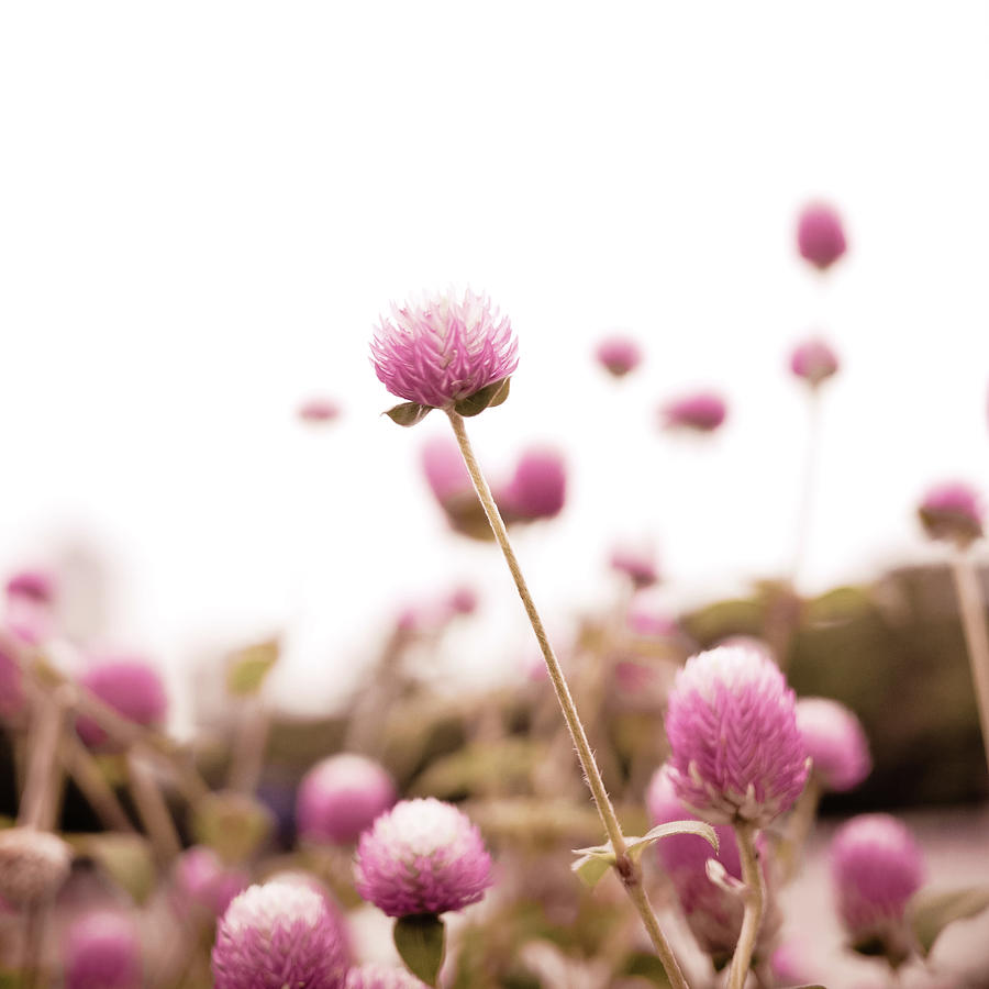 Pink Flowers Photograph by Suri Sun