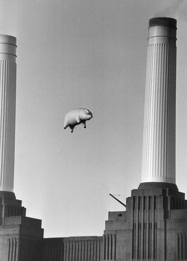 Pink Floyds Pig Photograph by Keystone