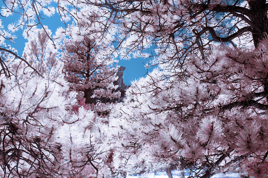Pink Frame by Dan Urban Pink Frame by Dan Urban