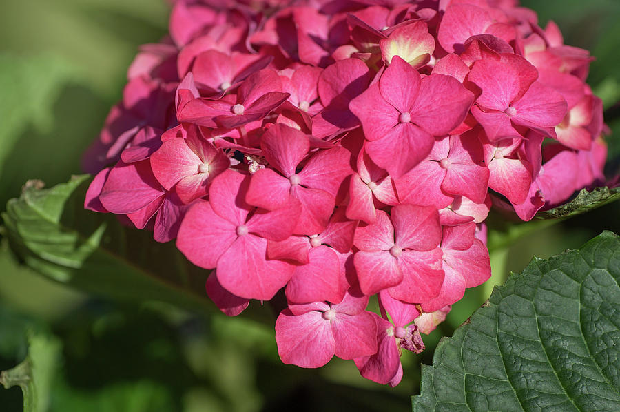 Pink French Hydrangea Bloom Photograph by Jenny Rainbow