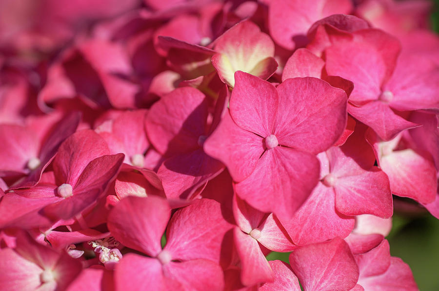 Pink French Hydrangea Macro Photograph by Jenny Rainbow