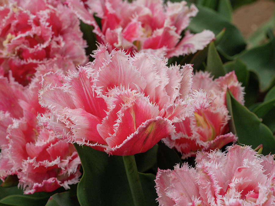Pink Fringe Tulips Photograph by Louis Dallara