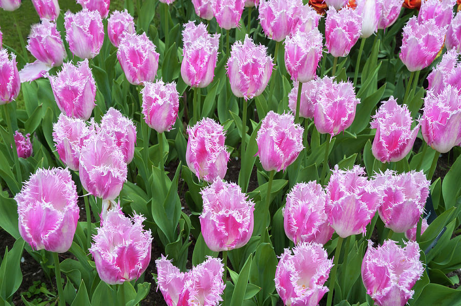 Pink Fringed Tulips Fancy Frills by Jenny Rainbow