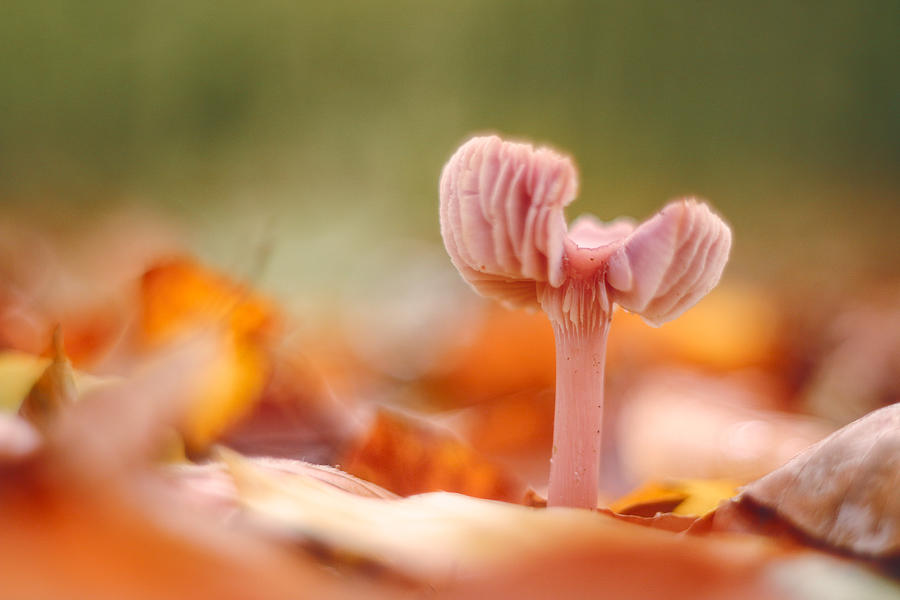 Creative Edit Photograph - Pink Fungi by Hilda Van Der Lee