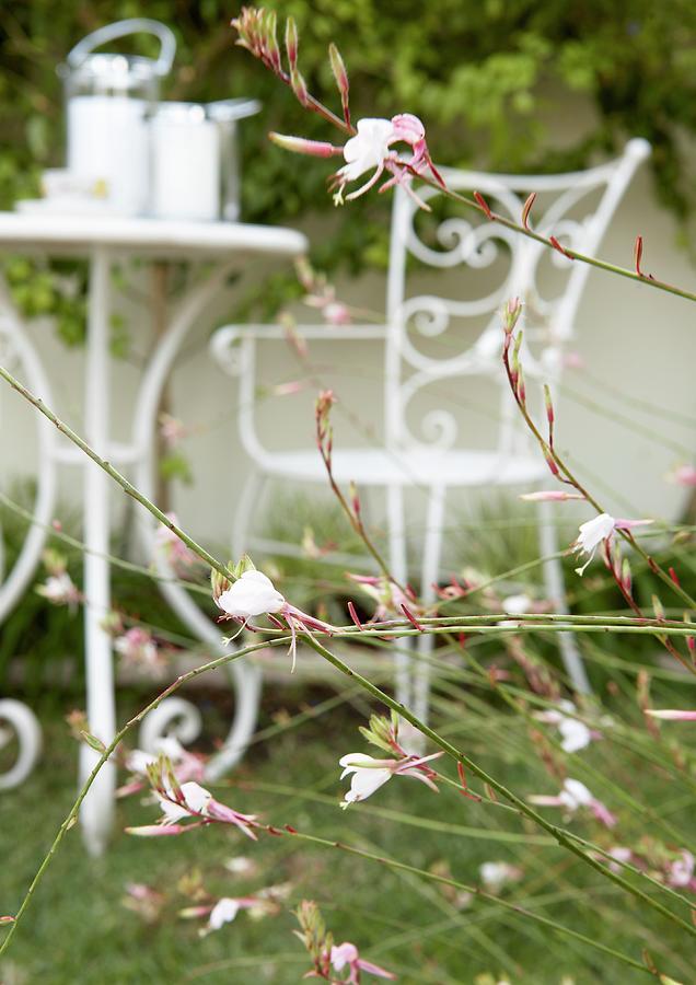Pink Garden Flowers; Delicate Garden Furniture In Background Photograph by Great Stock!