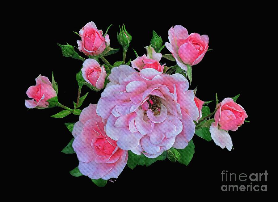 Pink Garden Roses 4 Digital Art by Diana Rajala