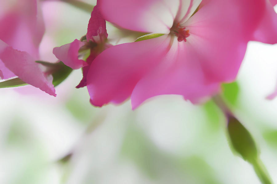 Pink Geranium  Photograph by Jenny Rainbow