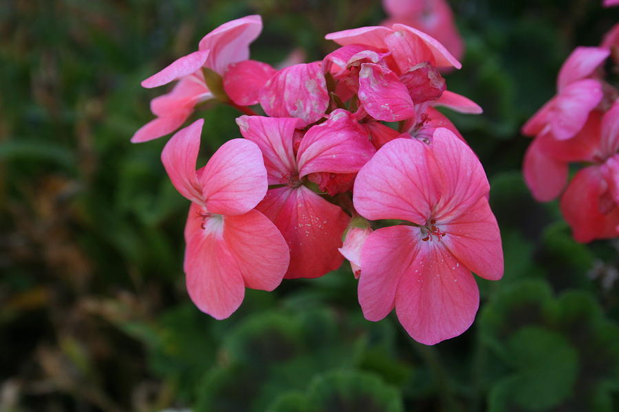 Pink Geranium Photograph by Kay Novy