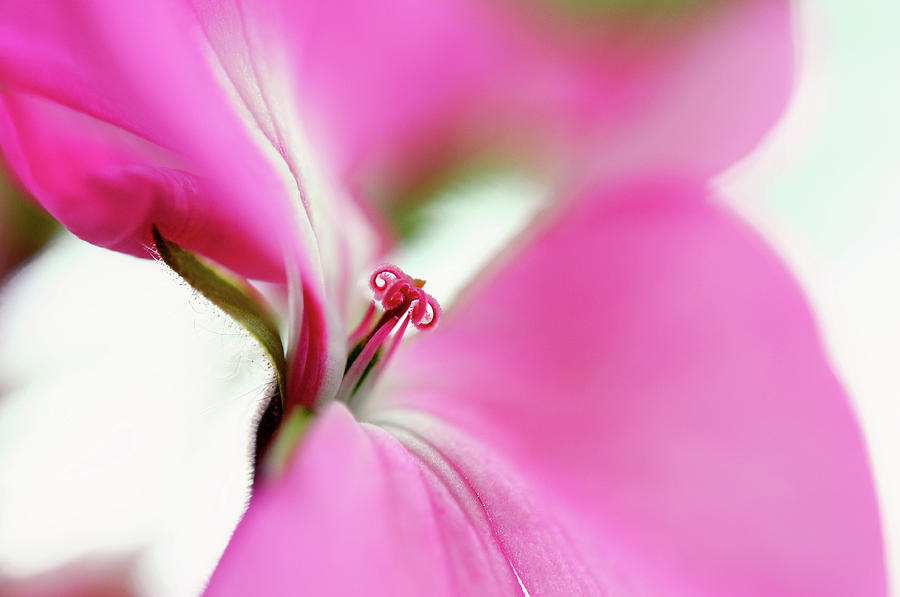 Pink Geranium Macro Photograph by Jenny Rainbow