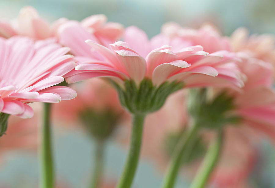 Pink Gerbera Daisies Photograph by Mary Smyth